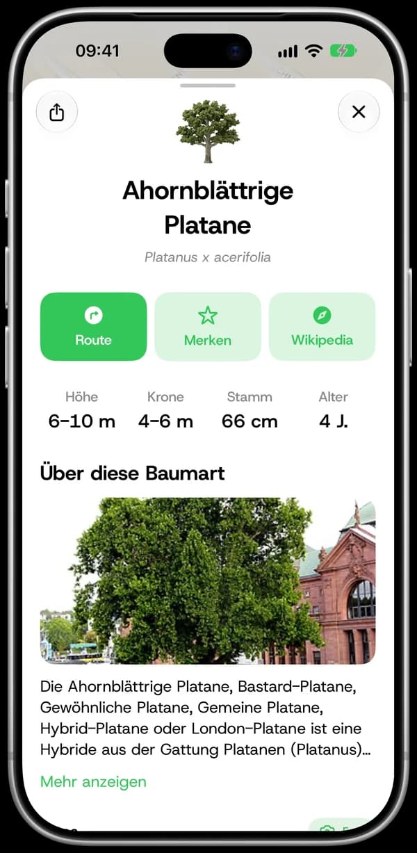 Detailansicht einer Ahornblättrigen Platane