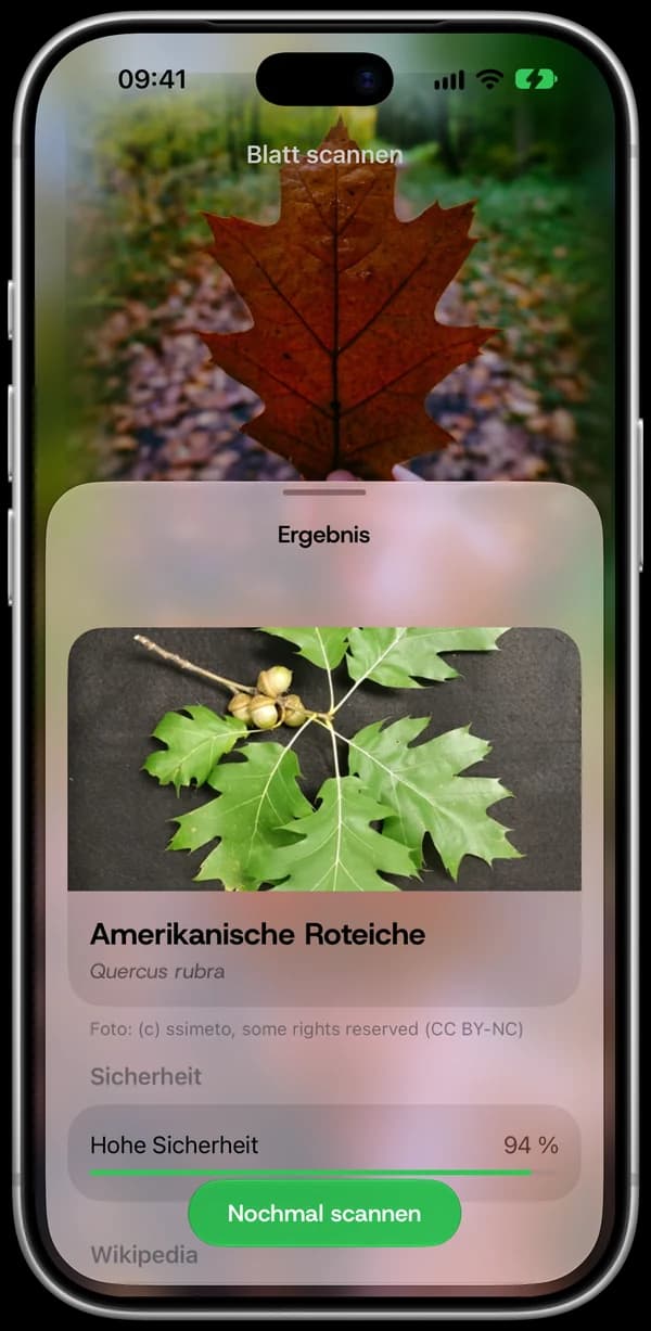 Blatt-Scanner mit erkannter Roteiche